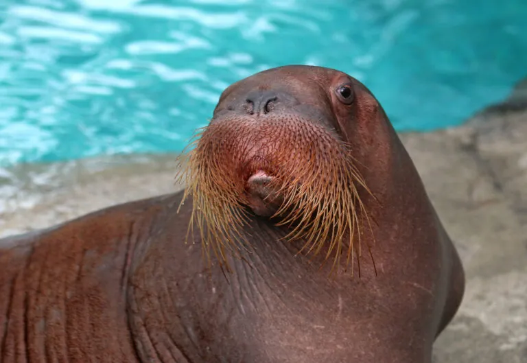 Walrus with water in background