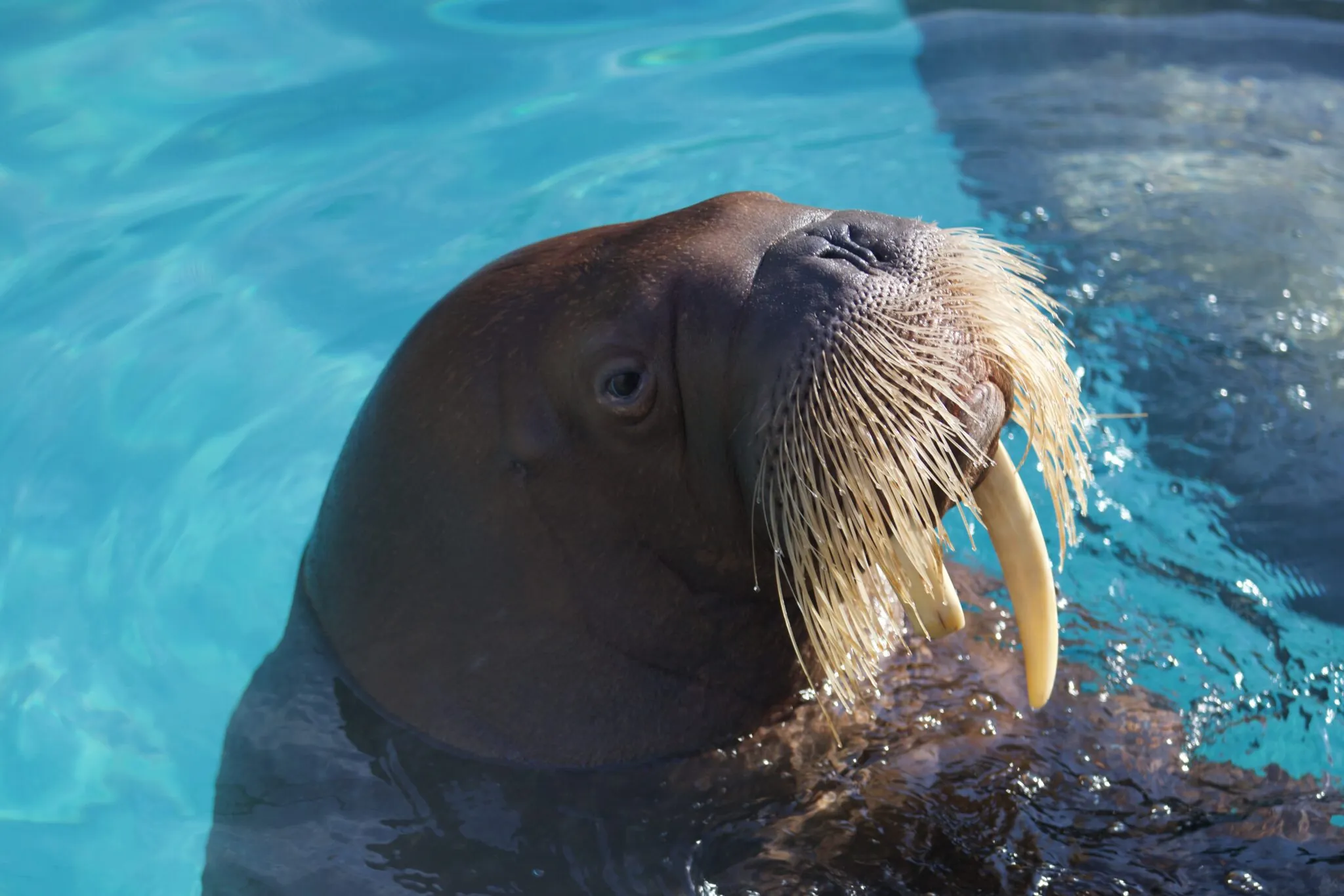 Walrus head out of water