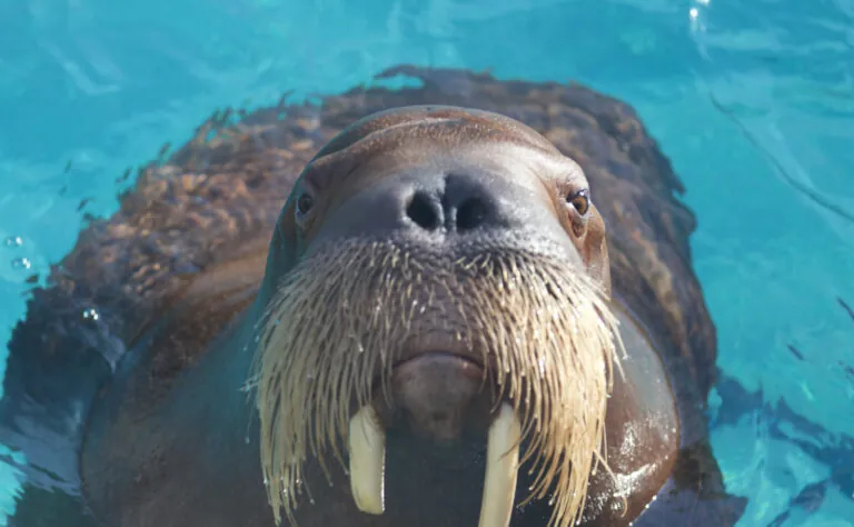 Walrus face with body in water, meet our animals