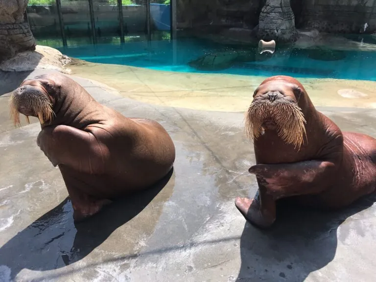 Two walruses each with flipper raised