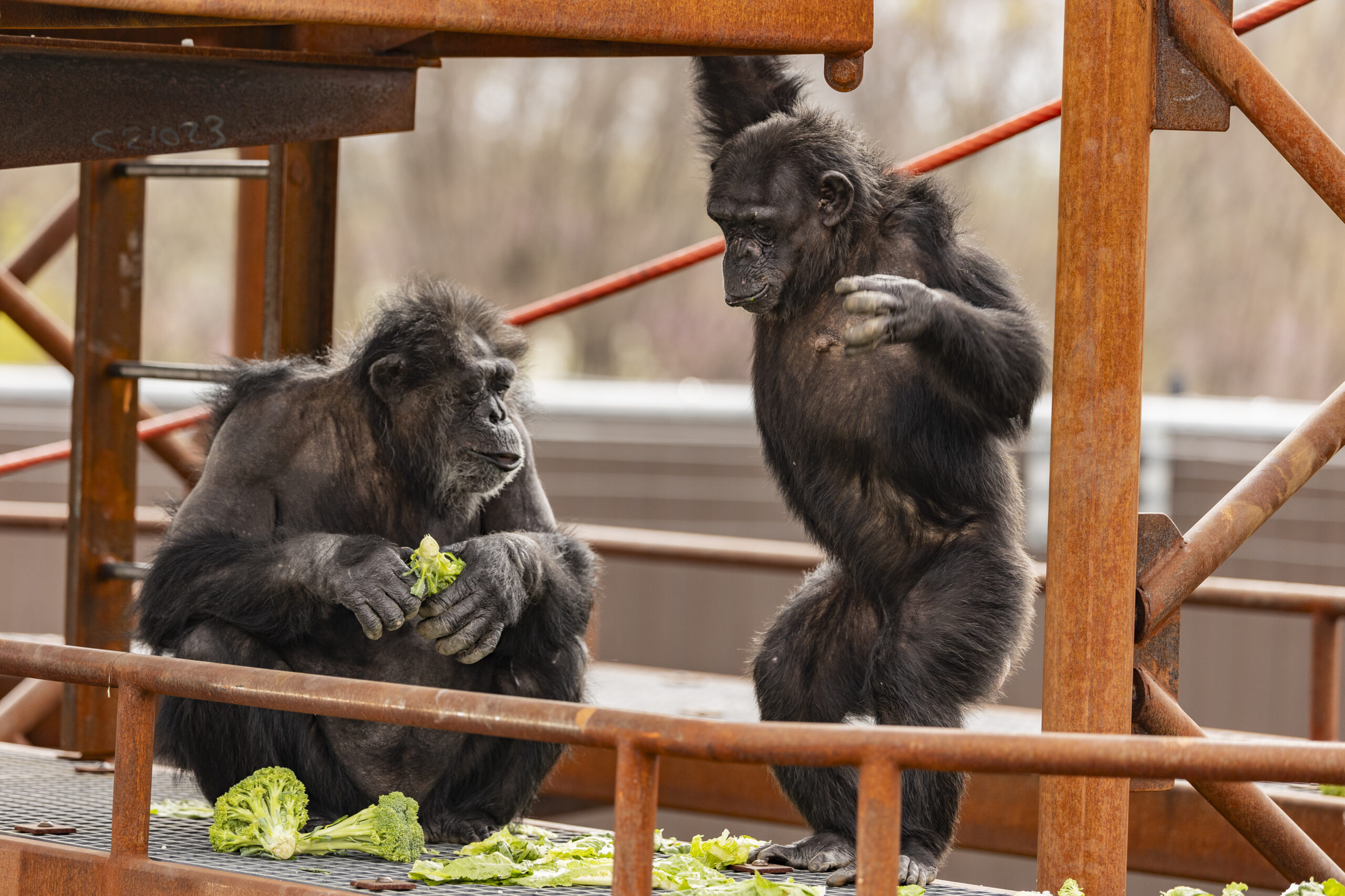 two chimpanzee eating broccoli at the international chimpanzee complex at the Indianapolis Zoo