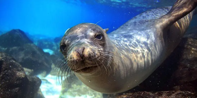 Galapagos Islands Seal