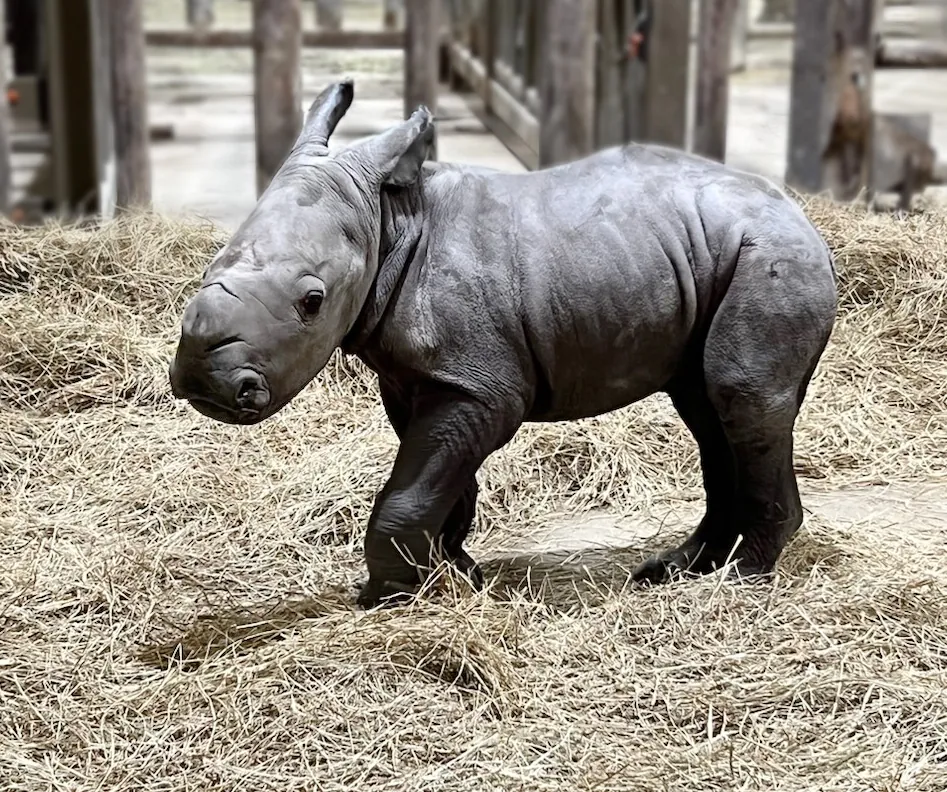 rhino calf at Indy zoo