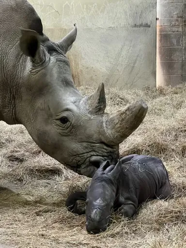 mother rhino nuzzling baby rhino in hay