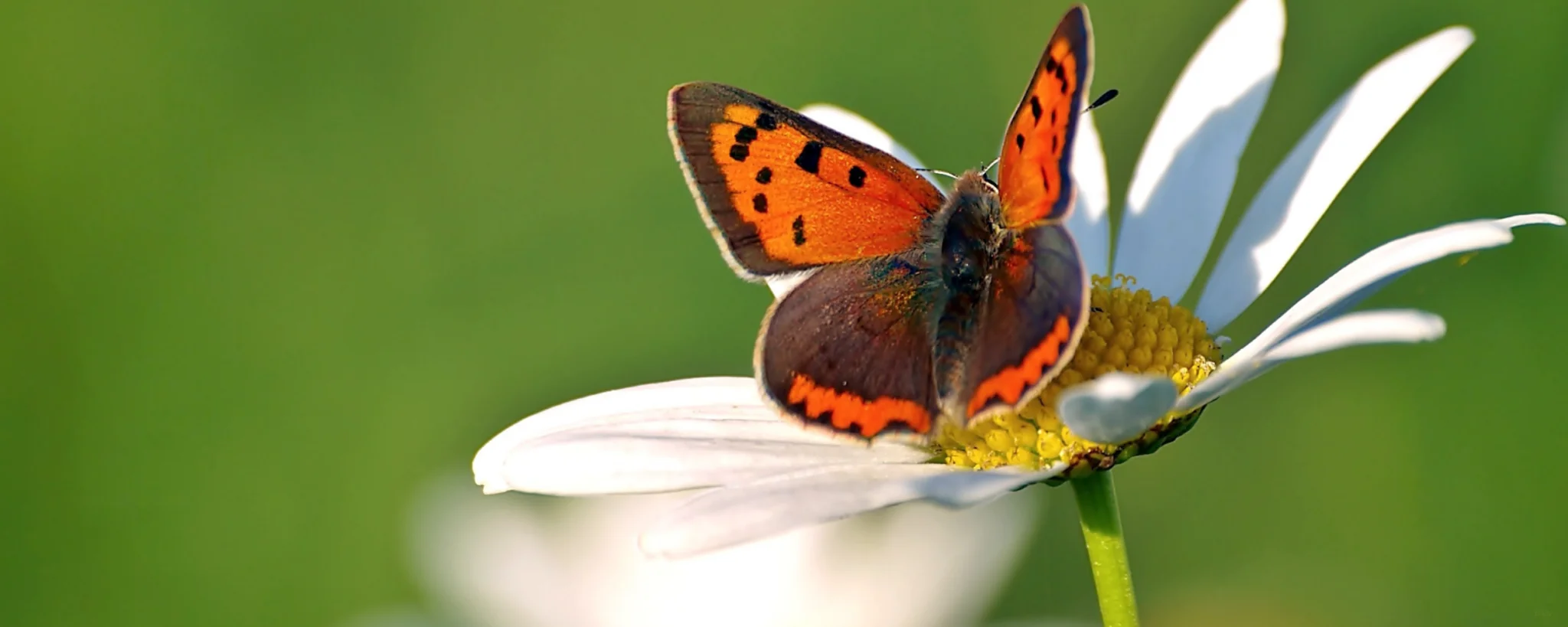 red and black butterfly on daisy