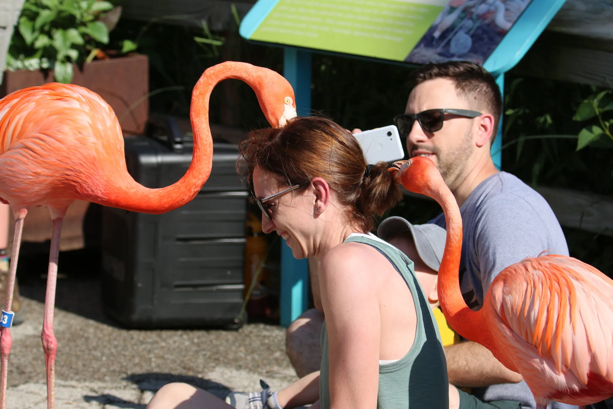 flamingos pulling on woman's hair