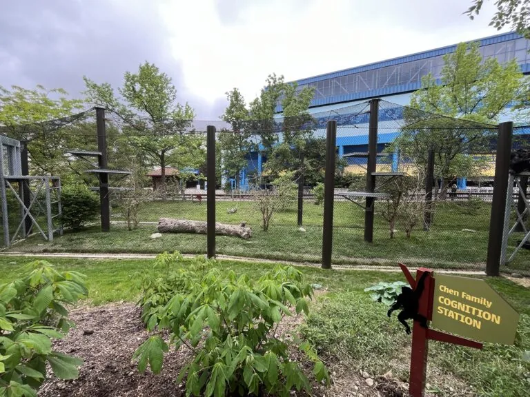 photo of the Chen family cognition station at the Indianapolis zoo