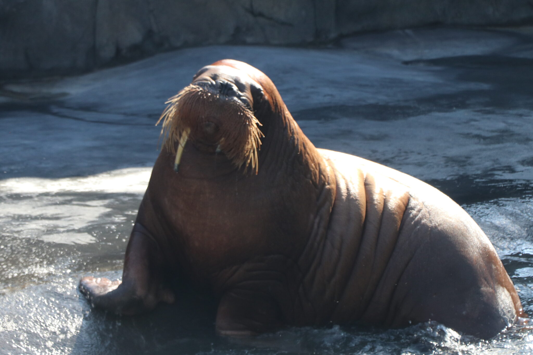 walrus