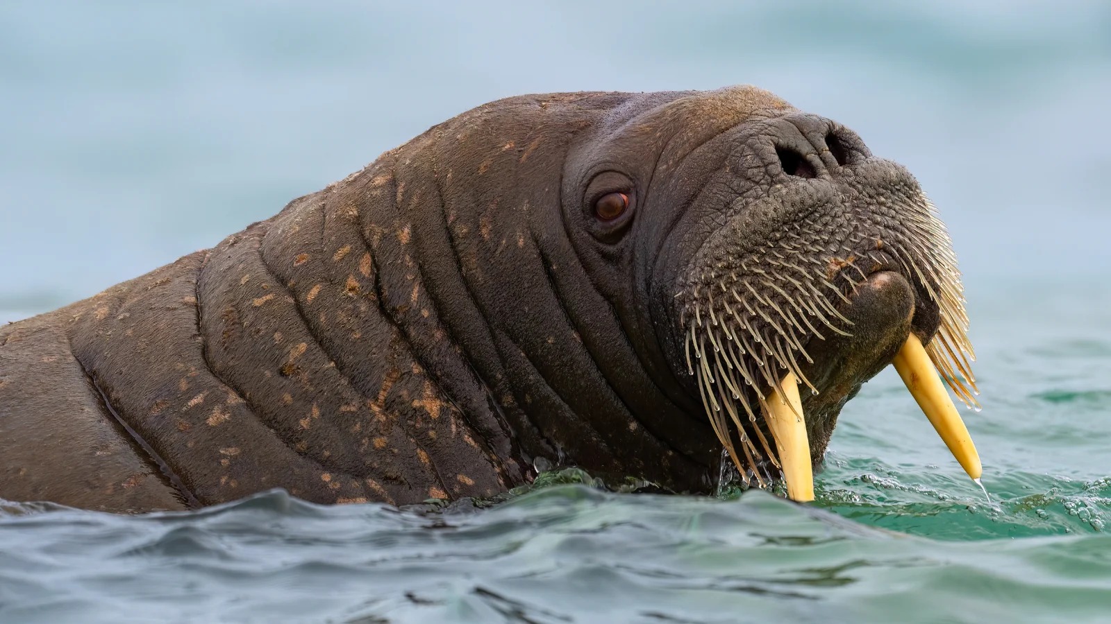 walrus in water