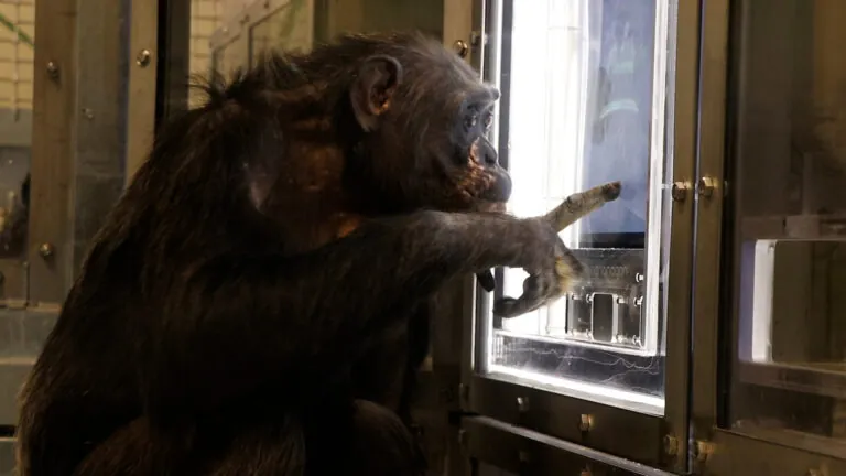 chimpanzee using touchscreen