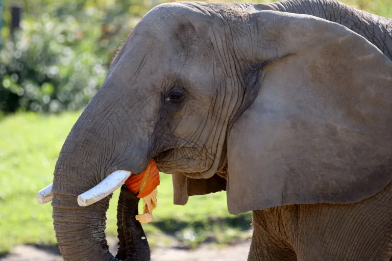 Zooboo elephant pumpkin smash