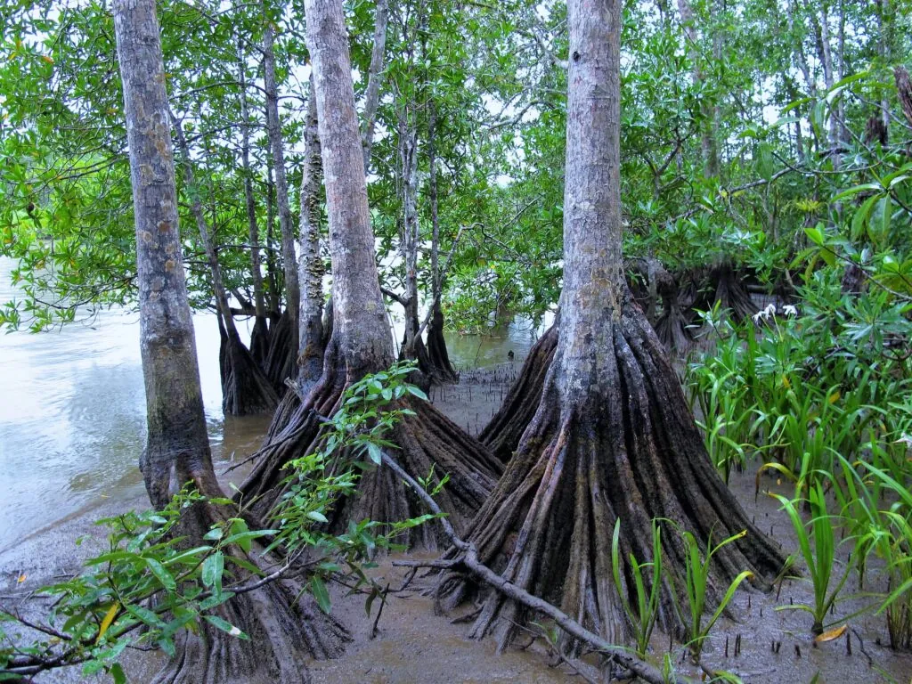 World Mangrove Day 2024