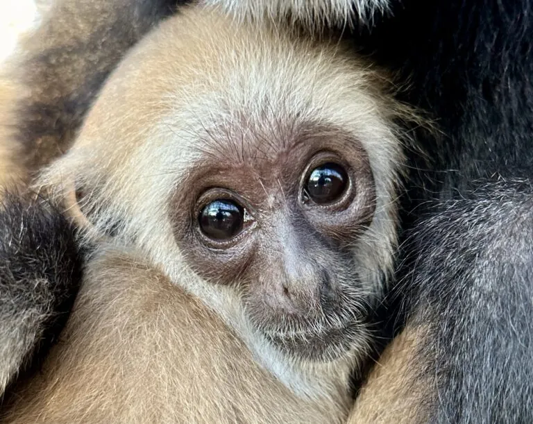 baby gibbon in mothers arms Indianapolis Zoo