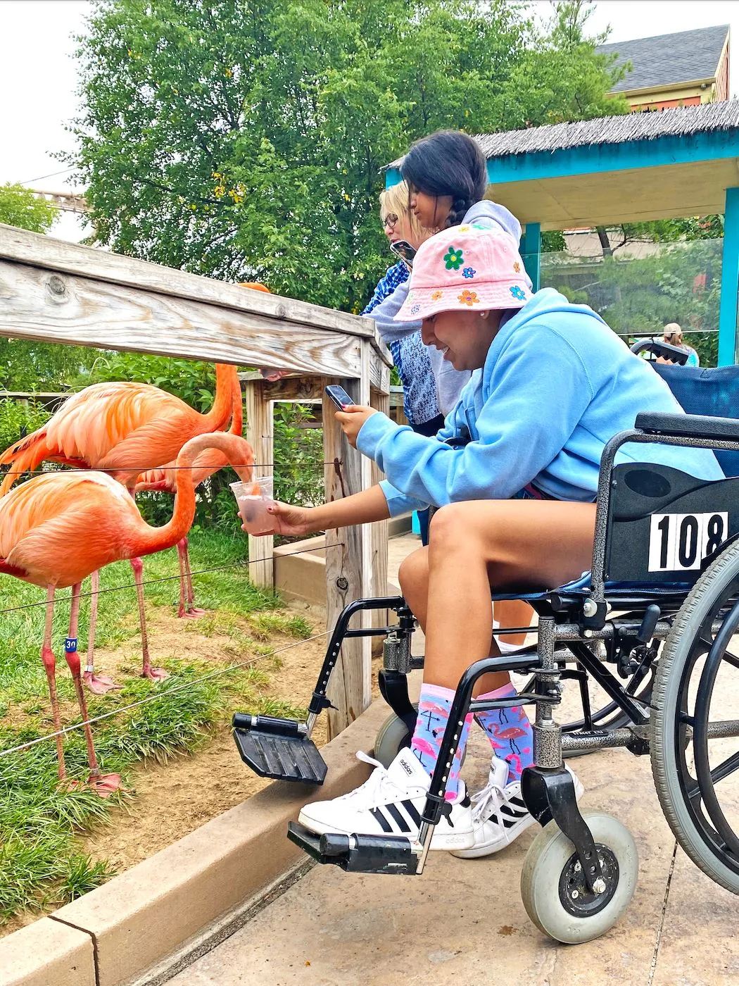 Person feeding a flamingo while seated in a wheelchair