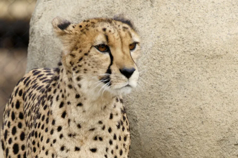 photo of cheetah