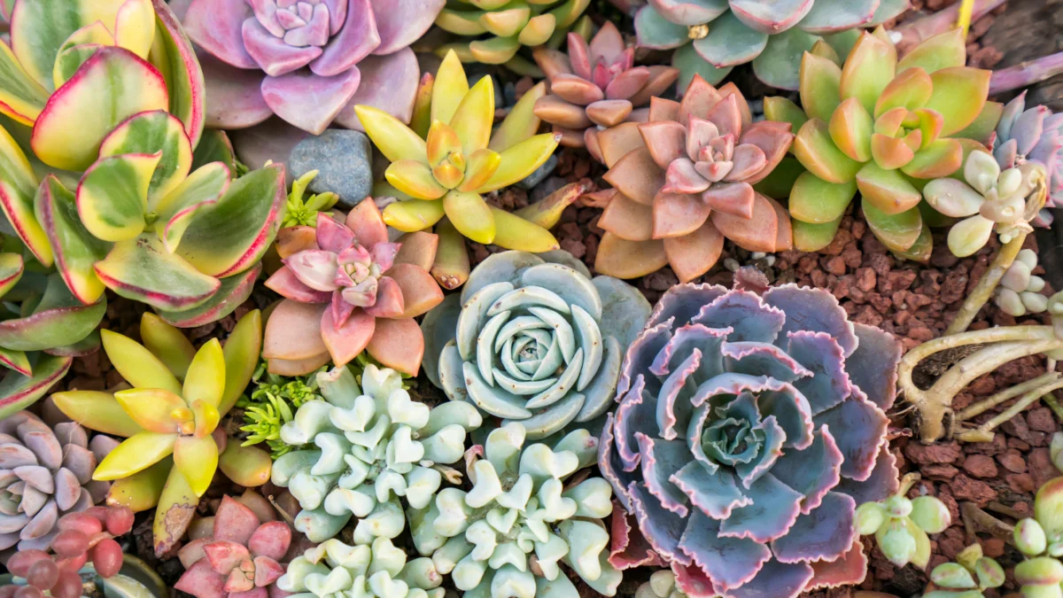 photo of various kinds of succulents