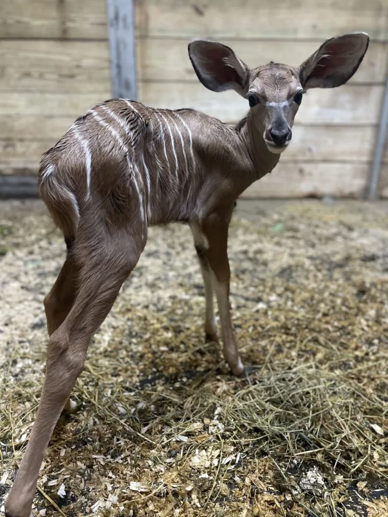 Kudu calf in barn