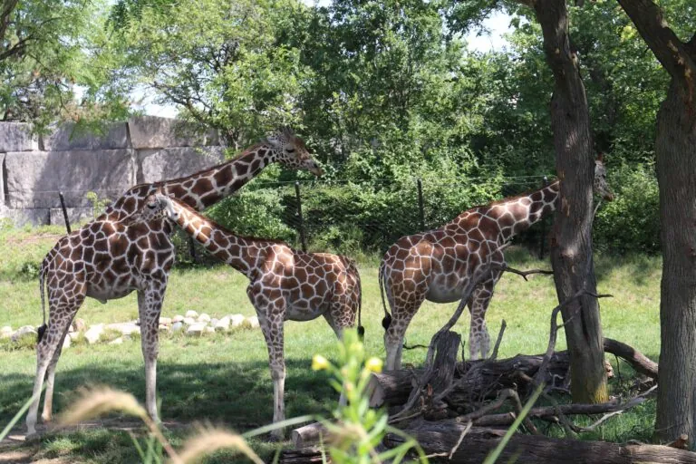 Giraffe family at the Indianapolis Zoo