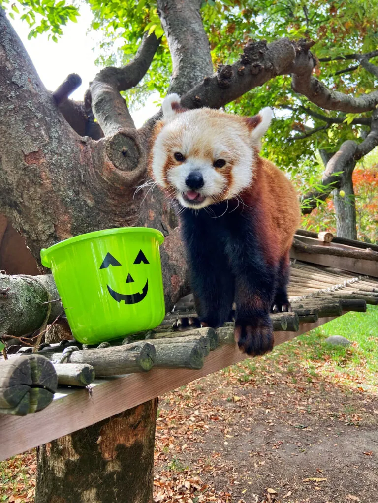 red panda in tree with green halloween bucket