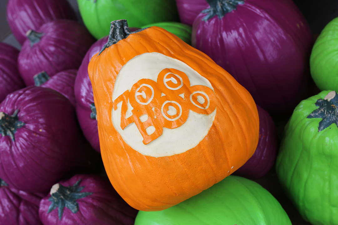 ZooBoo Pumpkins