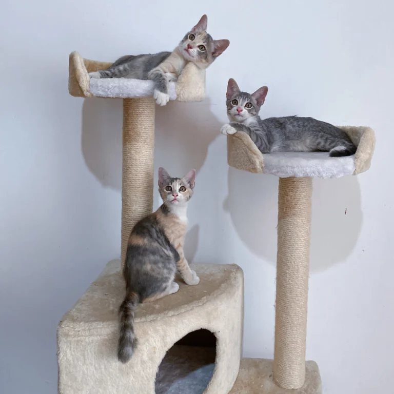 three kittens sitting on a cat tree