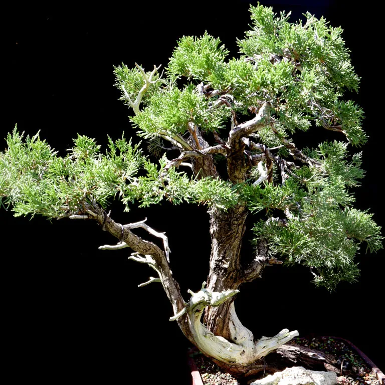 Bonsai tree with black background