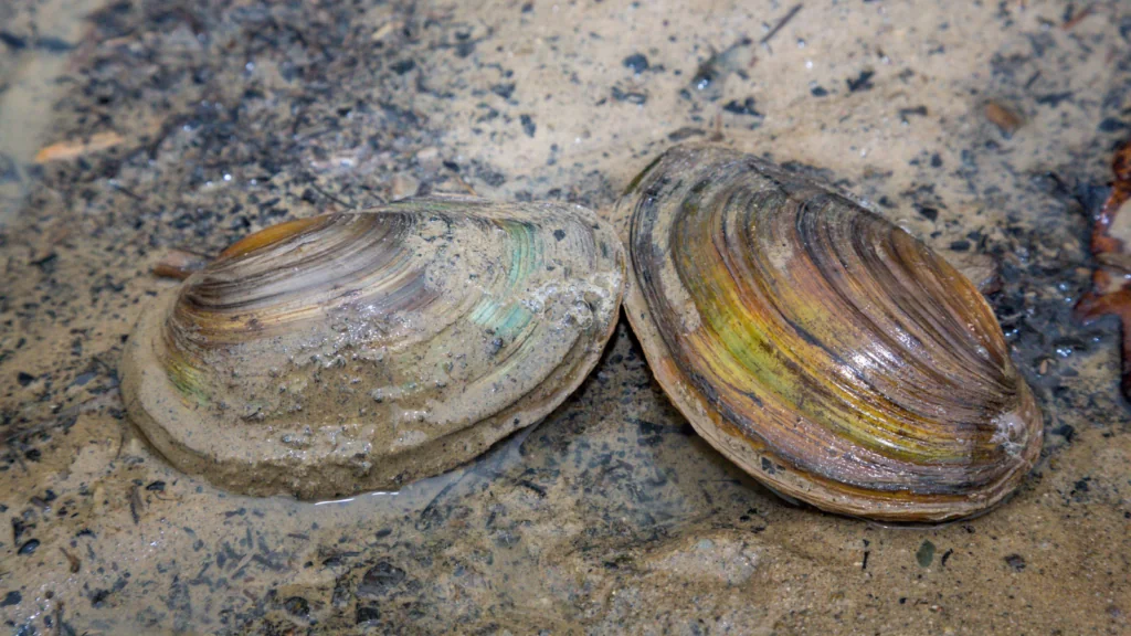 Freshwater Mussel Conservation