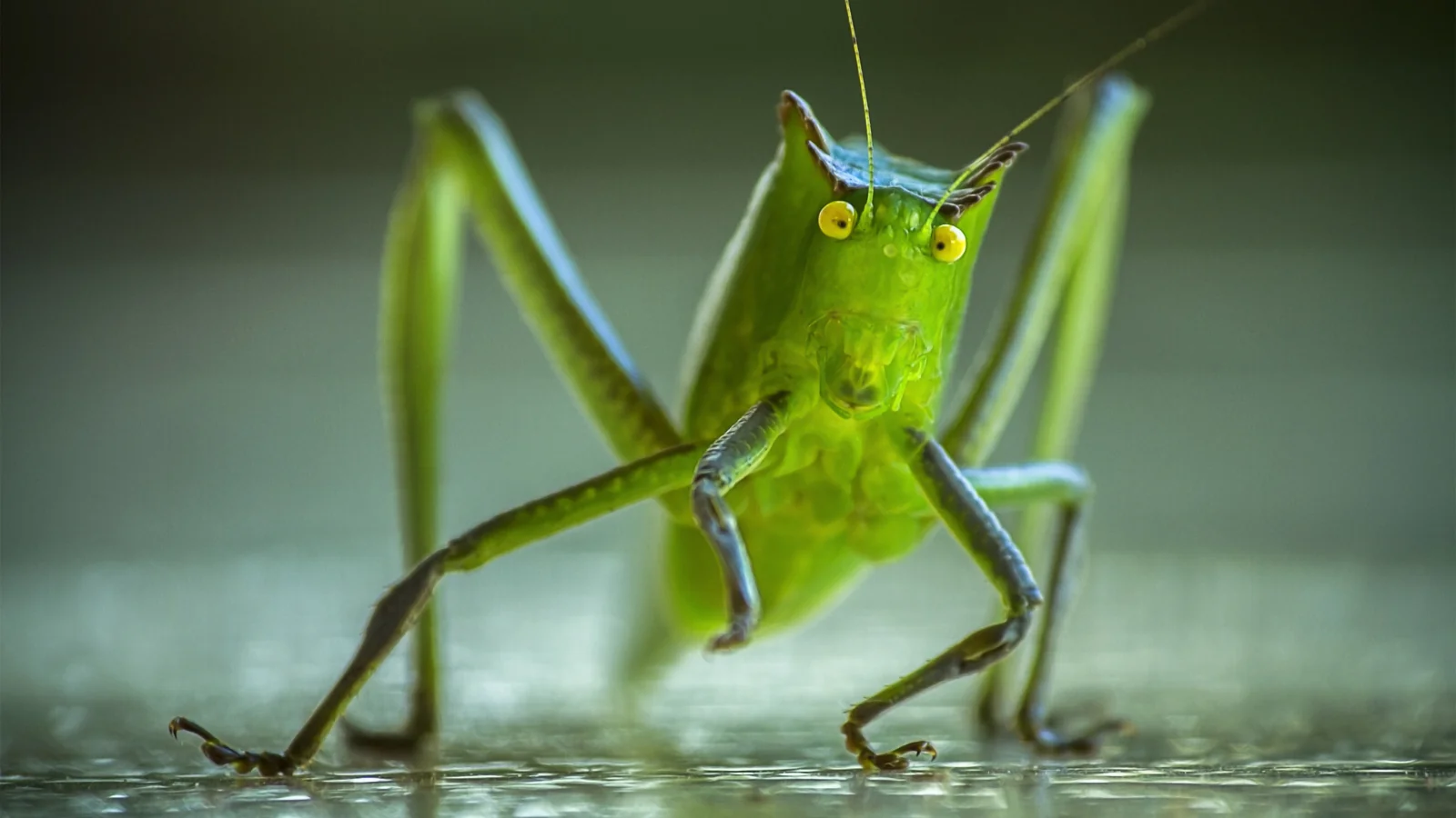 extreme close up of green grasshopper