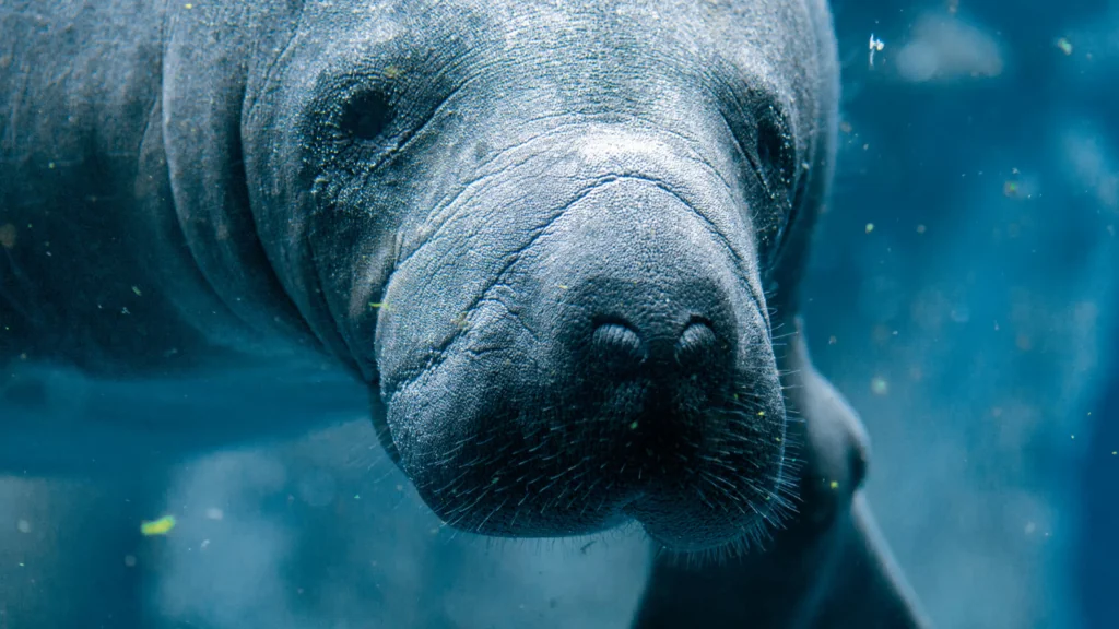 Manatees with Craig Miller and Nadia Lentz