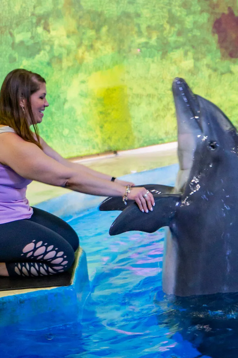 guest shaking fins with dolphin in water at the Indianapolis Zoo