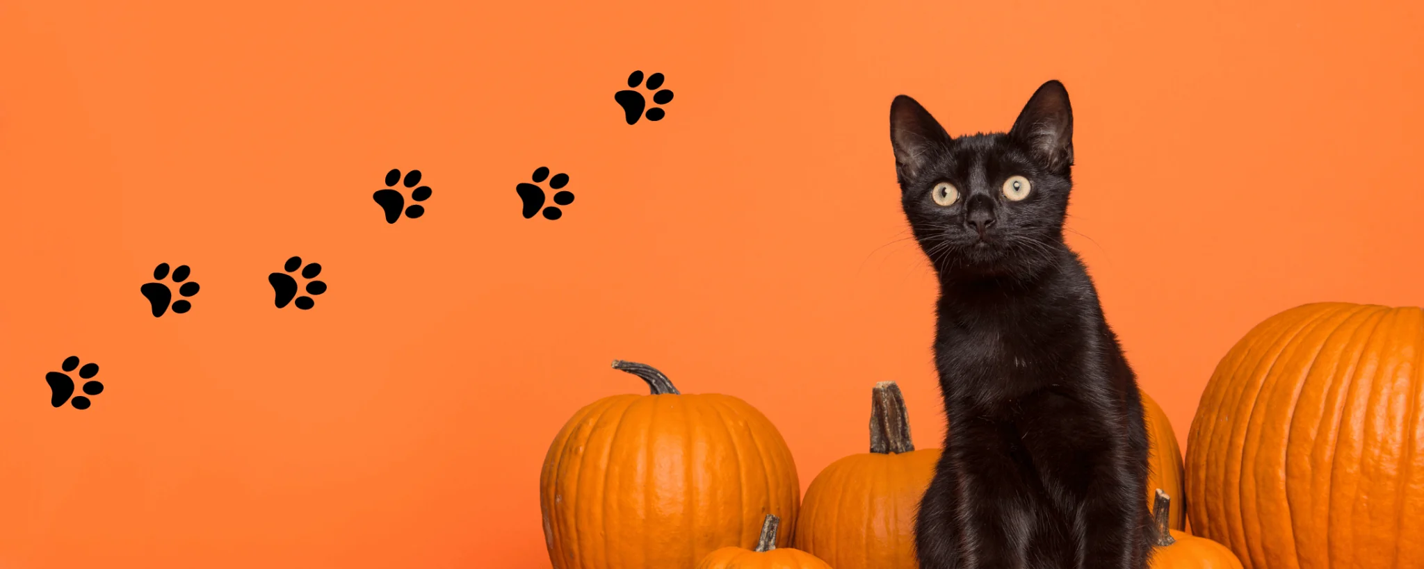 black cat with pumpkins in front of an orange background