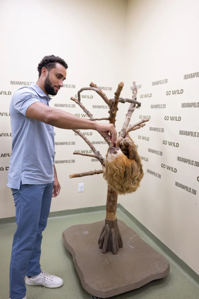 man feeding sloth hanging from tree