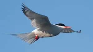 black and white artic tern bird in flight