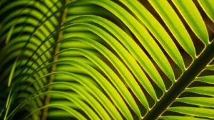 cycad leaves up close