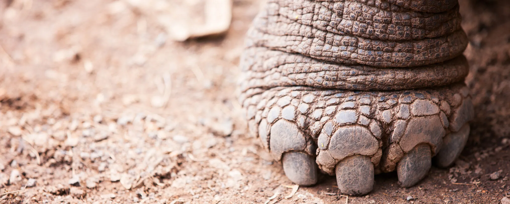 Close up of a Galapagos giant tortoise foot