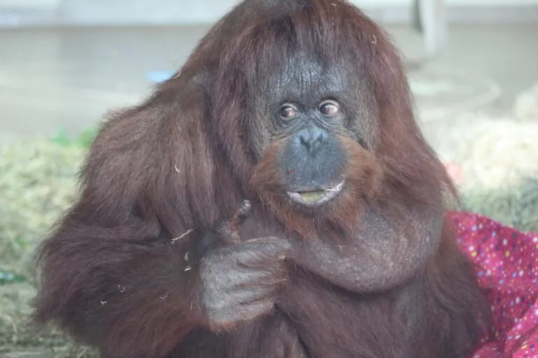 orangutan ember