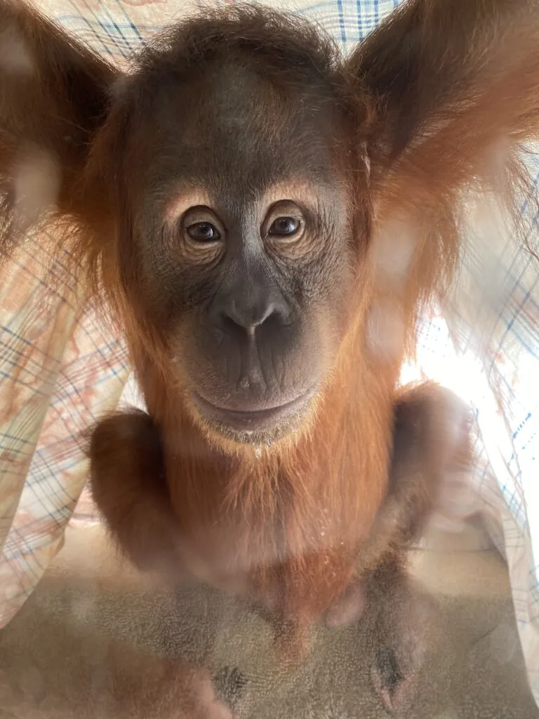 Orangutan Mila