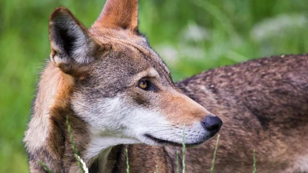 Wolves with Regina Mossotti