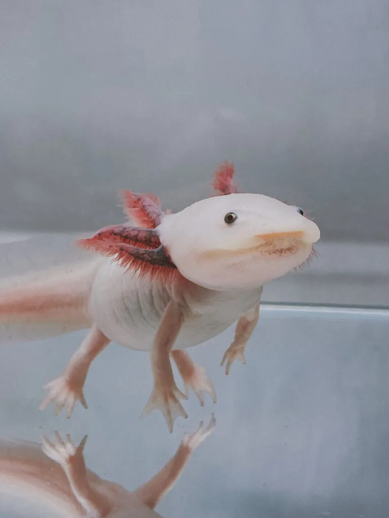 axolotl up close