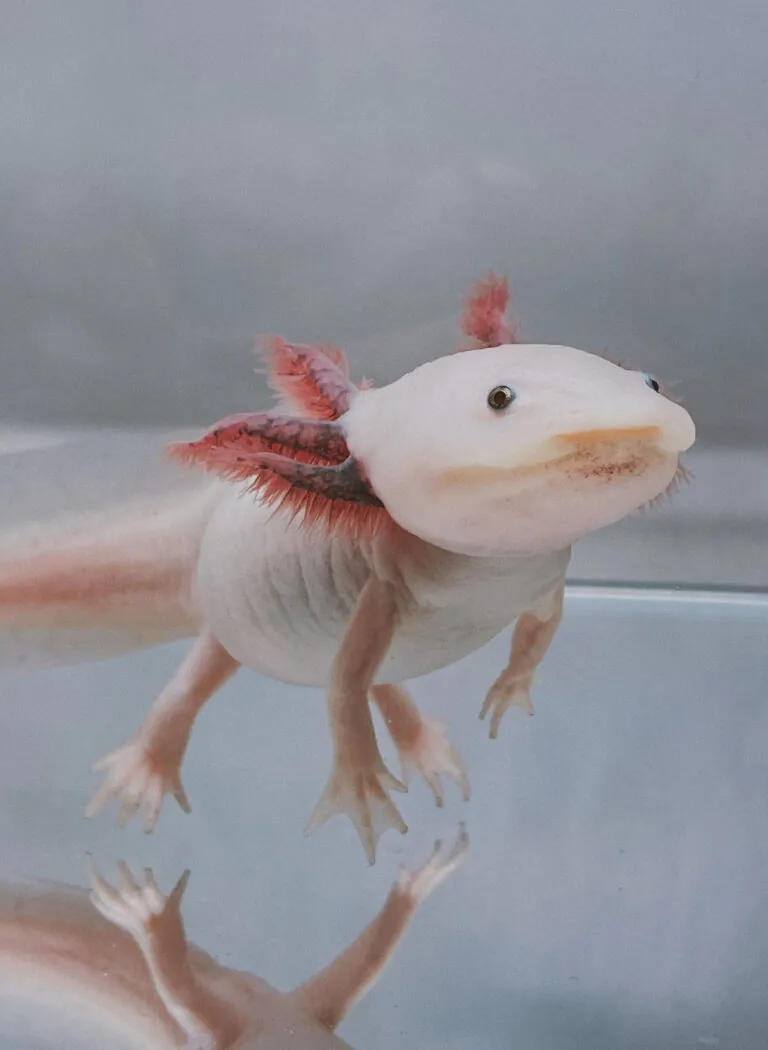 axolotl up close