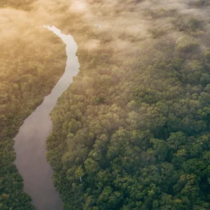 river surrounded by forest