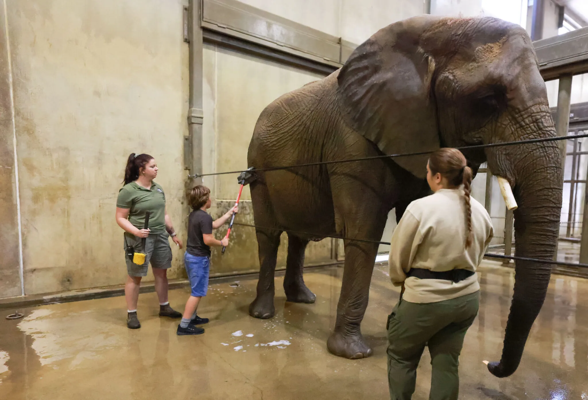 boy bathing elephant