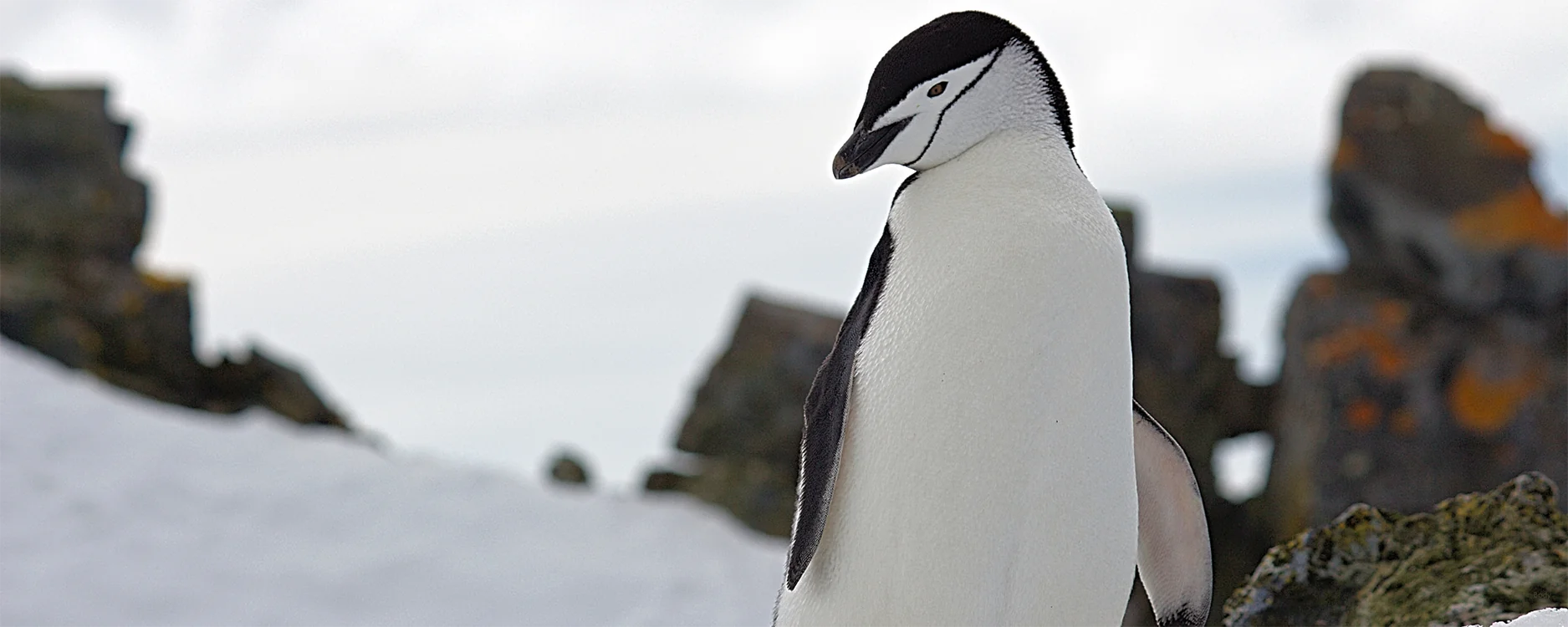 Penguin Header (2)