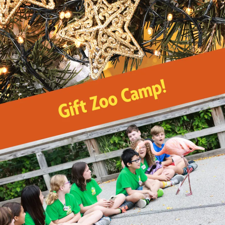 Holiday Promo Zoo Camp