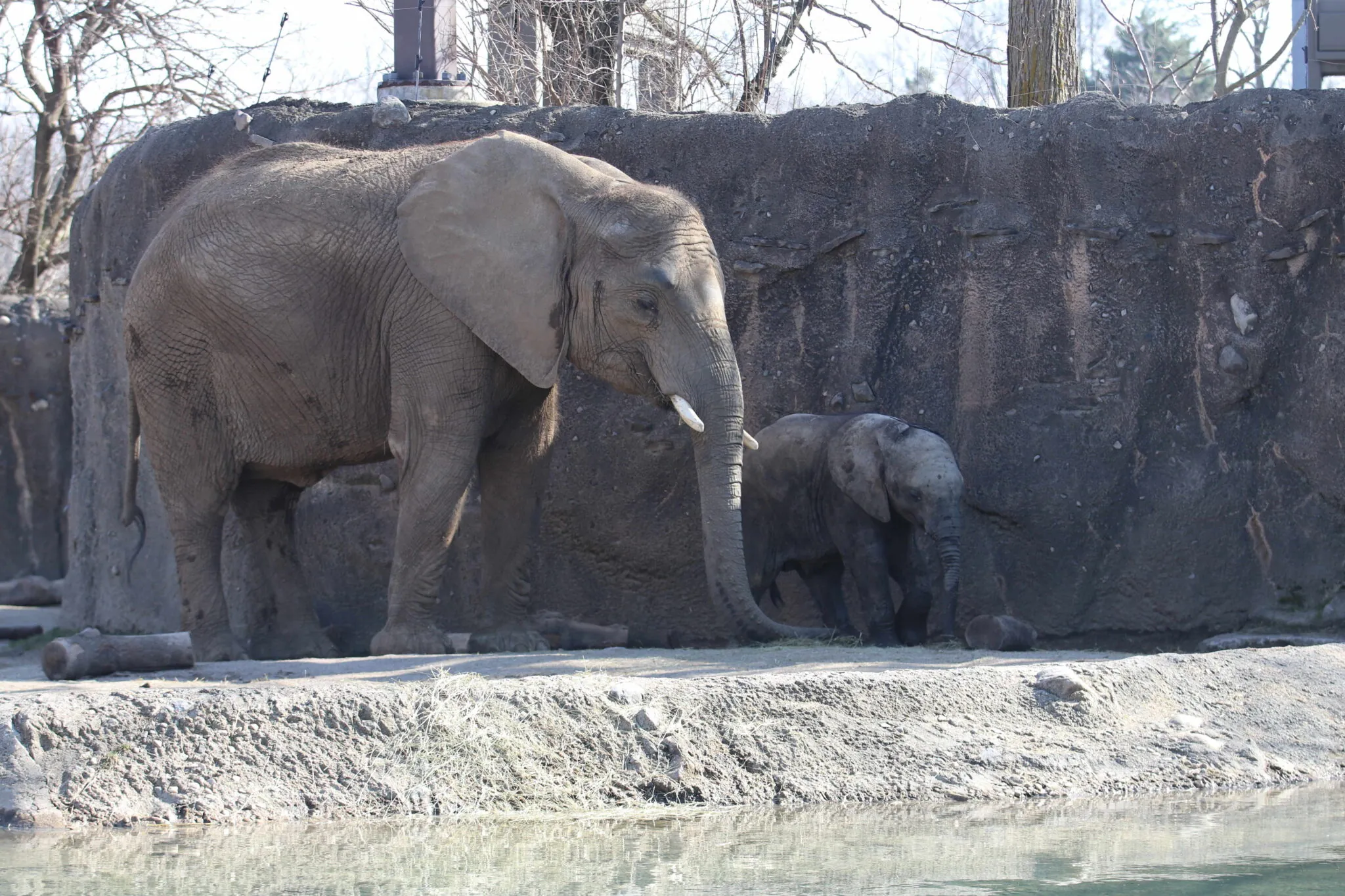 Indy Zoo Elephants