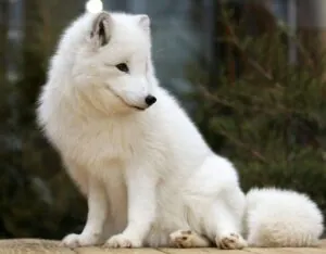 arctic fox sitting