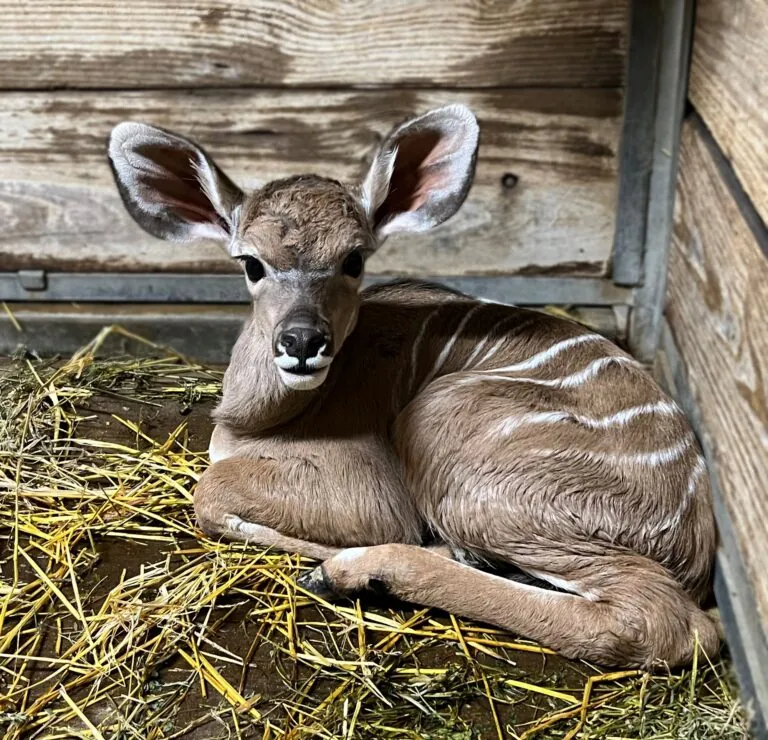 Kudu calf lying in hay